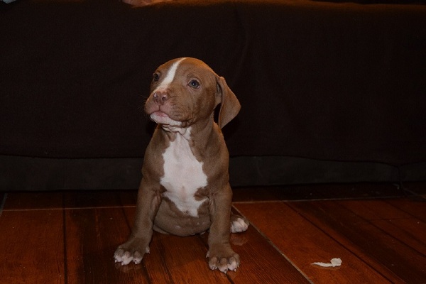 What To Feed A Pitbull Puppy To Get Big