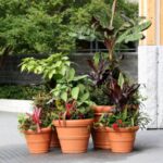 Gardening in Small Spaces: Maximizing Growth with Vertical Garden Pots